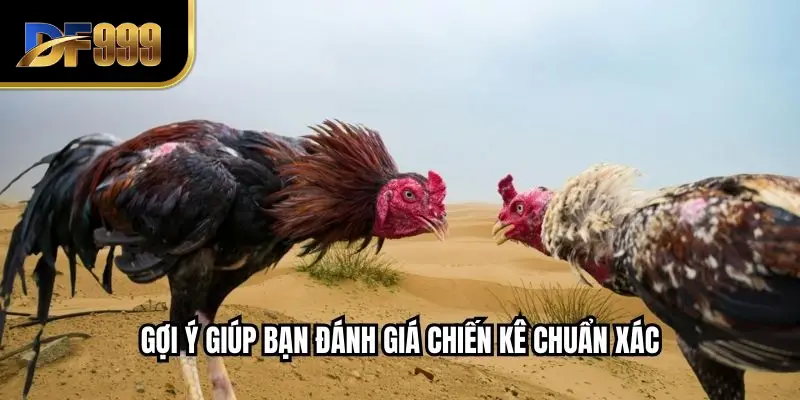 Gợi ý giúp bạn đánh giá chiến kê chuẩn xác