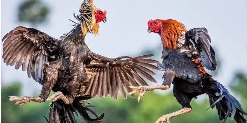 Hệ Thống Kèo Cược Linh Hoạt Tại ĐÁ GÀ DF999