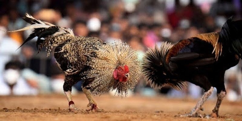 Trải Nghiệm An Toàn Và Minh Bạch Khi Tham Gia ĐÁ GÀ DF999